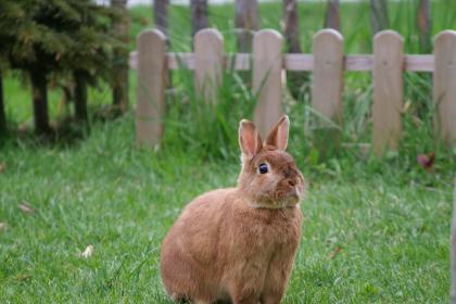 生肖兔2023年农历六月装修动土黄道吉日查询