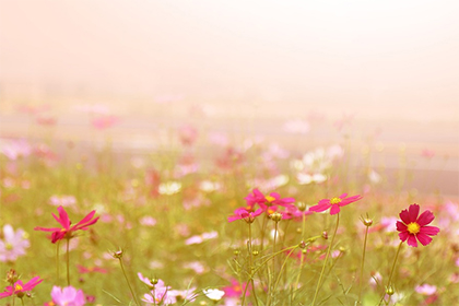 2023年哪些日子是辛巳日,辛巳日是属什么