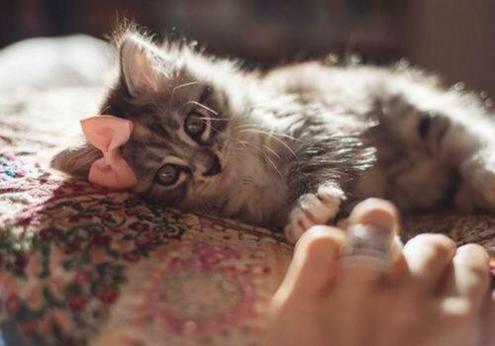 黄大仙八十四签内容是什么,黄大仙第八十签